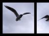 Mouette rieuse